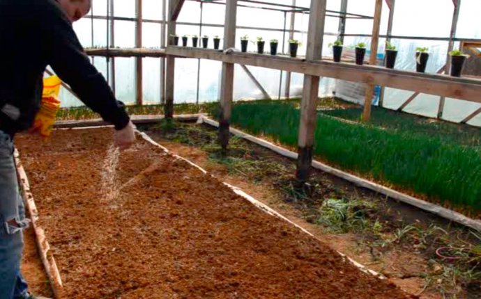 Подготовка почвы для посадки лука — Cельхозпортал