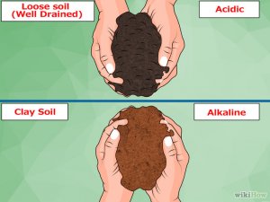 Изображение с названием Acidify Soil Step 5